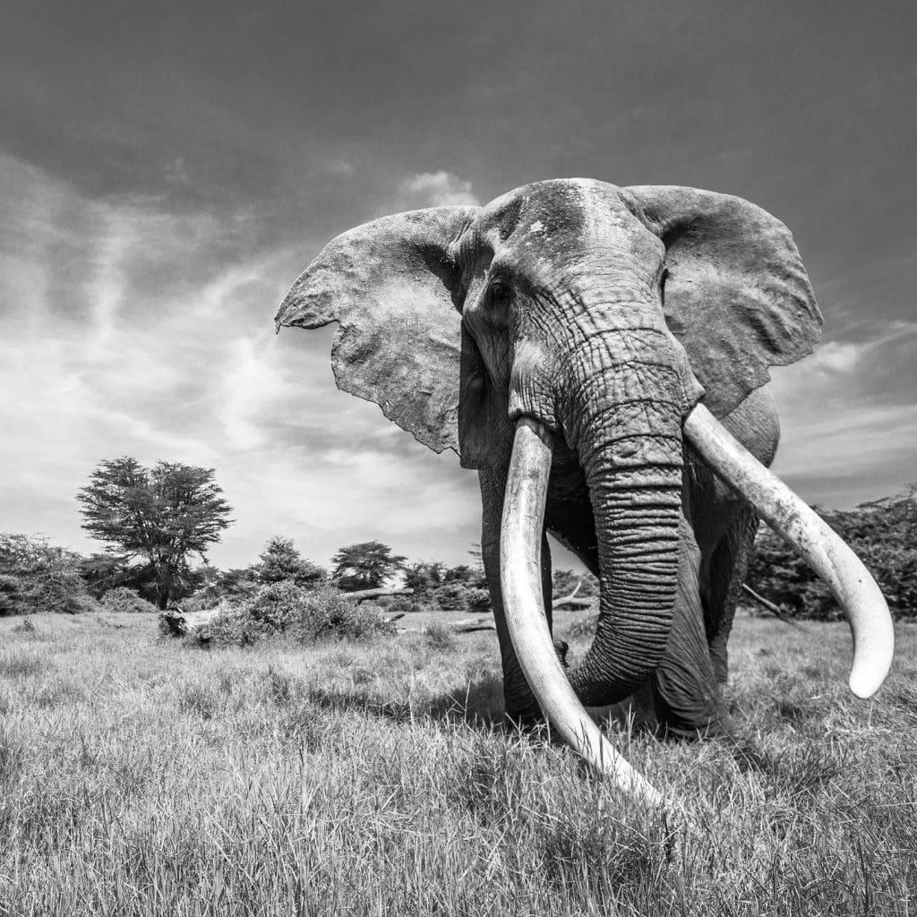 5 Big Super Elephant Tuskers Of Amboseli By Name And Age