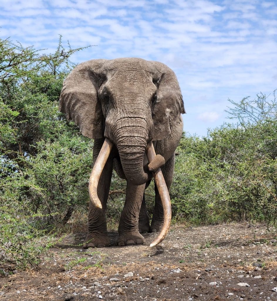 5 Big Super Elephant Tuskers Of Amboseli By Name And Age