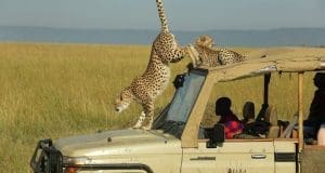  The Best Time of Year for an African Safari Adventure