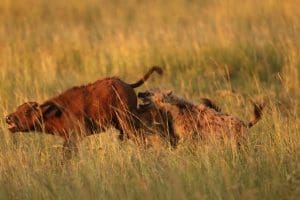 Rare Sighting - Hyena Rips off a Buffalo Calf in Masai Mara