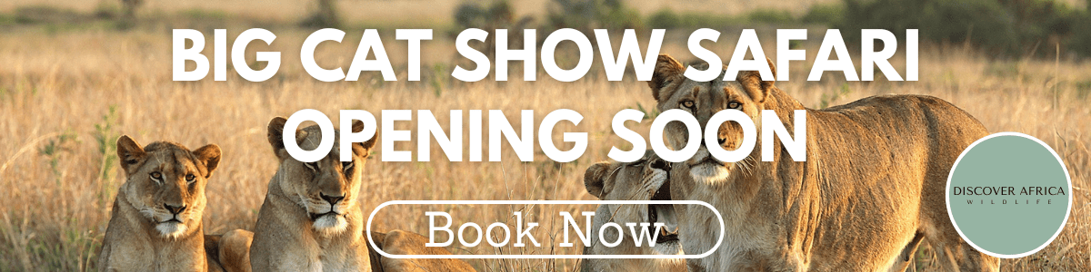 Big Cat Show Safari Opening Soon