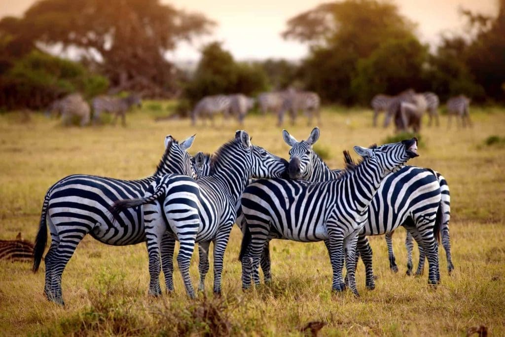  The Best Time of Year for an African Safari Adventure